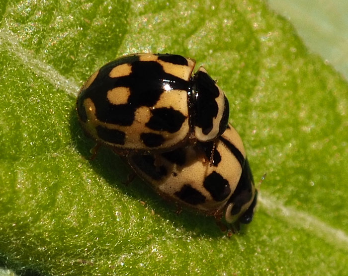 Vierzehnpunktmarienkäfer, Propylea quatuordecimpunctata